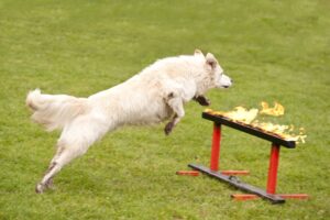 新しい救助犬にすぐに教えるべき8つのこと