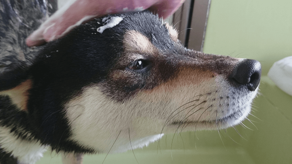 月額制 サブスク セルフシャンプーとは ラキの特徴や月額料金をご紹介 Pet Salon Laki ペットサロンラキ