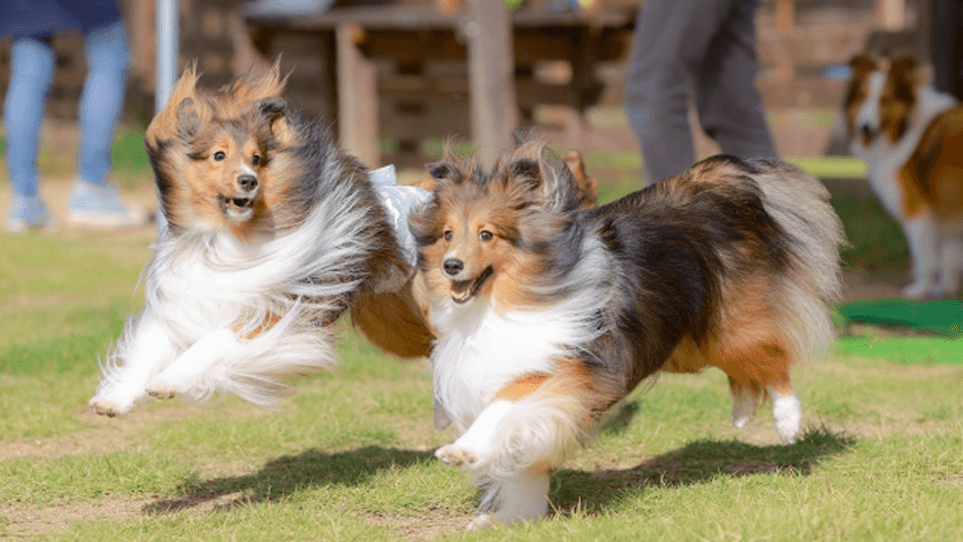 月額制 サブスク セルフシャンプーとは ラキの特徴や月額料金をご紹介 Pet Salon Laki ペットサロンラキ