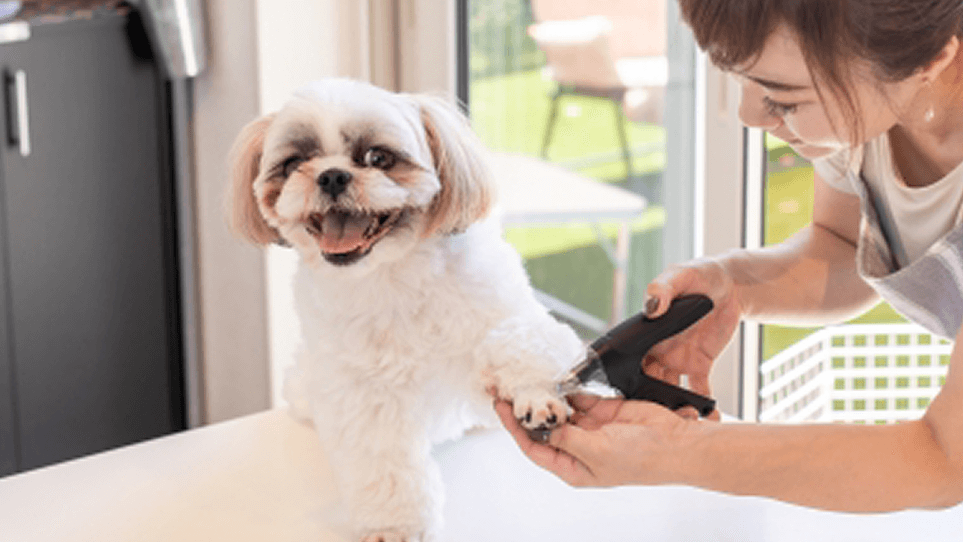 月額制 サブスク セルフシャンプーとは ラキの特徴や月額料金をご紹介 Pet Salon Laki ペットサロンラキ